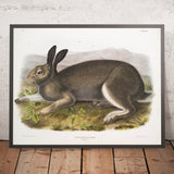 Polar Hare (Lepus glacialis) by John Woodhouse Audubon, 1845