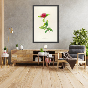 A framed image of Ixora speciosa (Plate 49) by Pierre Joseph Redouté, 1813