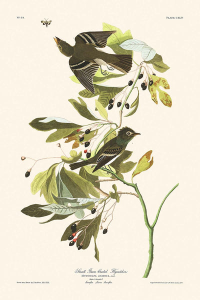 Small Green Crested Flycatcher by John James Audubon, 1827