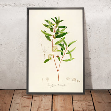 A framed image of Eucalyptus diversifolia (Plate 13) by Pierre Joseph Redouté, 1813
