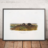 Common Star-nose Mole (Condylura cristata) by John Woodhouse Audubon, 1845
