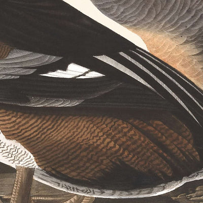 Harle couronné par John James Audubon 1827