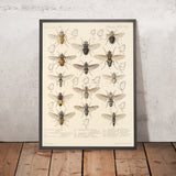 Flies (Diptera, Plate 13) by Frederick DuCane Godman, 1879
