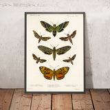 Insecta Lepidoptera–Heterocera, Plate 008 by Frederick DuCane Godman, 1879