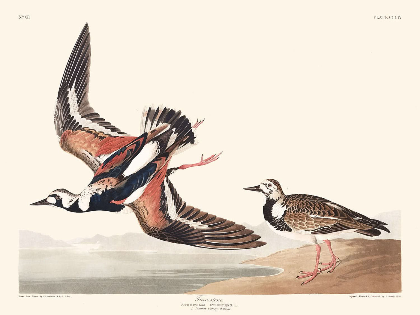 Tournepierre de John James Audubon, 1827