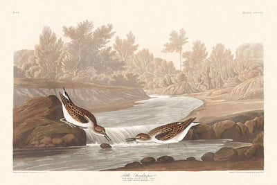 El andarríos enano, de John James Audubon, 1827