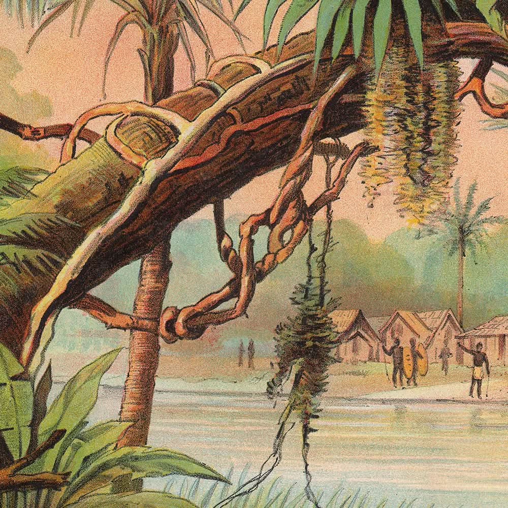 Zone tropicale par Levi Walter Yaggy, 1893