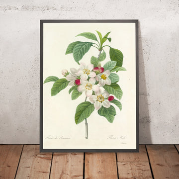 A framed image of Apple Blossoms (Malus, Plate 79) by Pierre Joseph Redouté, 1827