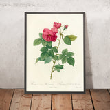 Bourbon Rose (Rosa canina burboniana) by Pierre Joseph Redouté, 1817