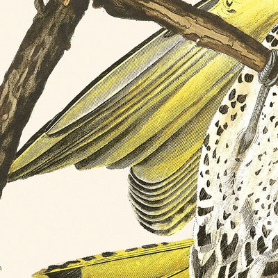 Pic à ailes dorées par John James Audubon, 1827