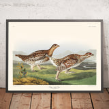 Scharfschwanz-Grußhuhn von John James Audubon, 1827 