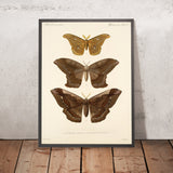 Moths (Insecta Lepidoptera-Heterocera, Plate 19) by Frederick DuCane Godman, 1879