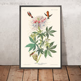 Ruffhalsiger Kolibri von John James Audubon, 1827 