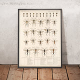 Bees, Wasps and Ants (Hymenoptera, Plate 10) by Frederick DuCane Godman, 1879