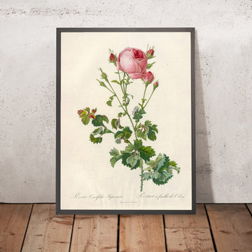 A framed image of Rosa centifolia bipinnata by Pierre Joseph Redouté, 1817