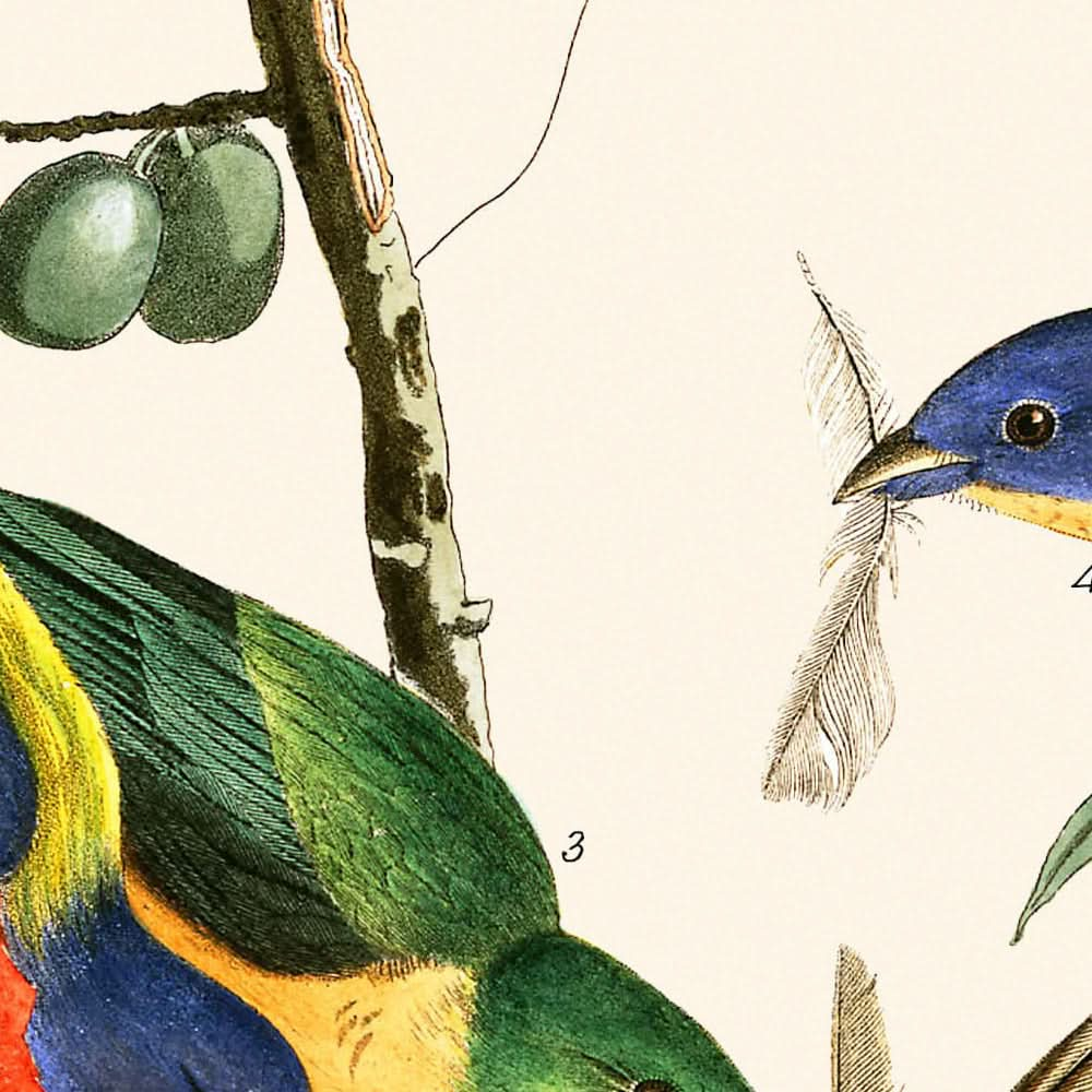 Pinzón pintado por John James Audubon, 1827