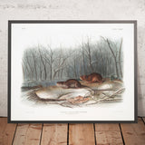 Richardson’s Meadow Mouse (Arvicola richardsonii) by John Woodhouse Audubon, 1845