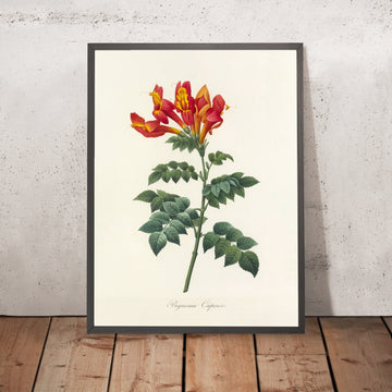 A framed image of Cape Honeysuckle (Bignonia capensis, Plate 13) by Pierre Joseph Redouté, 1827