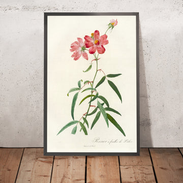 A framed image of Rosa longifolia by Pierre Joseph Redouté, 1817