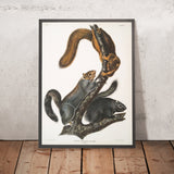 Cat Squirrel (Sciurus cinereus) by John Woodhouse Audubon, 1845