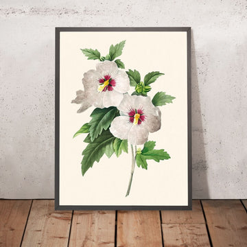 Hibiscus by Pierre-Joseph Redouté, 1827