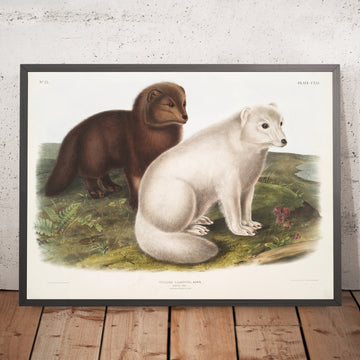 A framed image of 