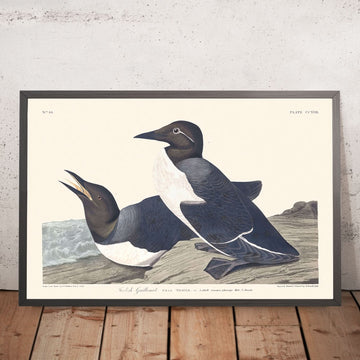 Guillemot sciocco di John James Audubon, 1827 