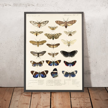 A framed image of 