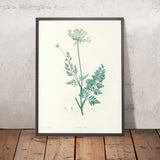Seseli (Plate 28) by Pierre Joseph Redouté, 1805