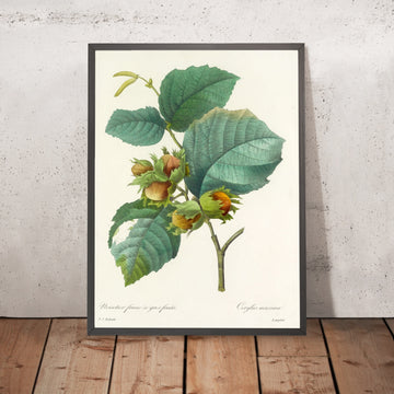 A framed image of Filbert (Corylus maxima, Plate 54) by Pierre Joseph Redouté, 1827