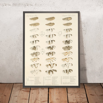 A framed image of 