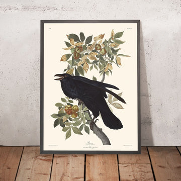 Corvo di John James Audubon, 1827 
