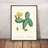 Cactus Opuntia Nana by Pierre-Joseph Redouté, 1802