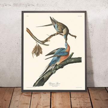 Pigeon voyageur de John James Audubon, 1827