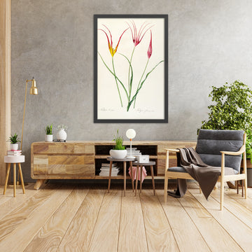 A framed image of Tulipa cornuta (Plate 24) by Pierre Joseph Redouté, 1805
