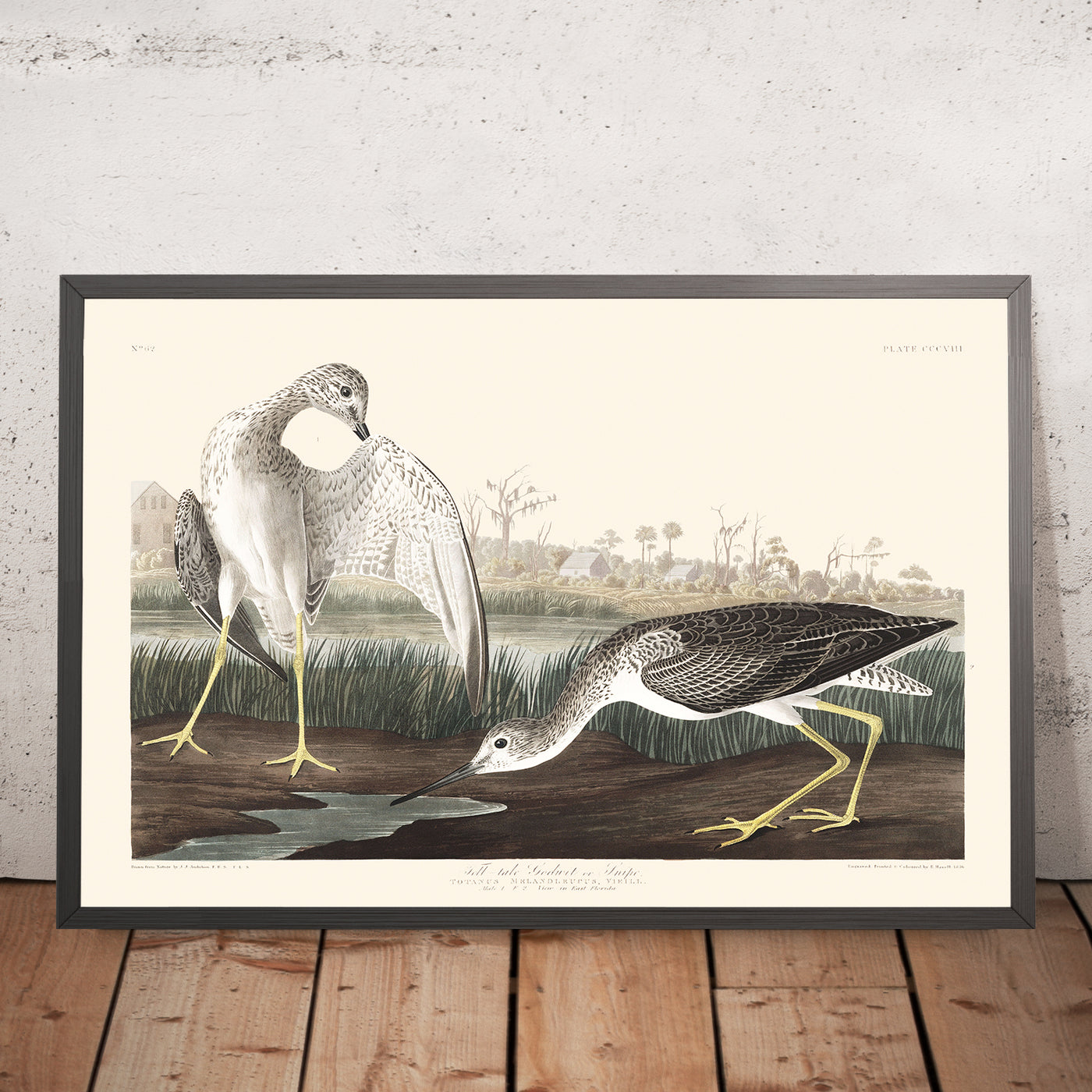 A framed image of Tell-tale Godwit or Snipe Plate 308 by John James Audubon 1827