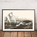 Godwit o Beccaccino raccontato da John James Audubon 1827 