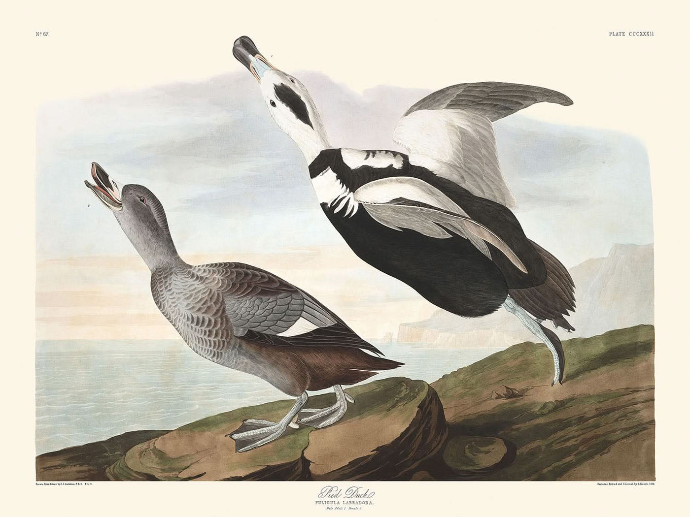 Elsterente von John James Audubon, 1827