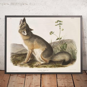 A framed image of 