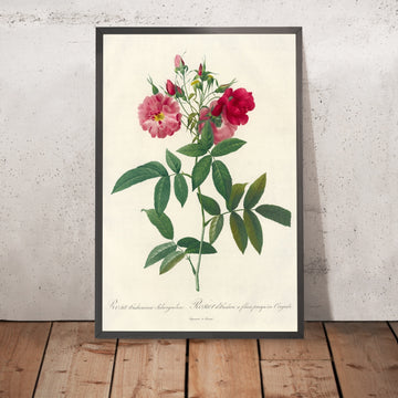 A framed image of Rosa hudsoniana subcorymbosa by Pierre Joseph Redouté, 1817