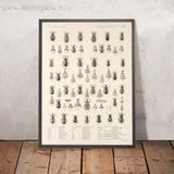 Beetles (Coleoptera, Plate 200) by Frederick DuCane Godman, 1879