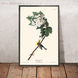 Vireo dal collo giallo di John James Audubon, 1827 