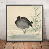 Moorhen II by Ohara Koson, 1900