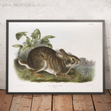 Swamp Hare (Lepus aquaticus) by John Woodhouse Audubon, 1845