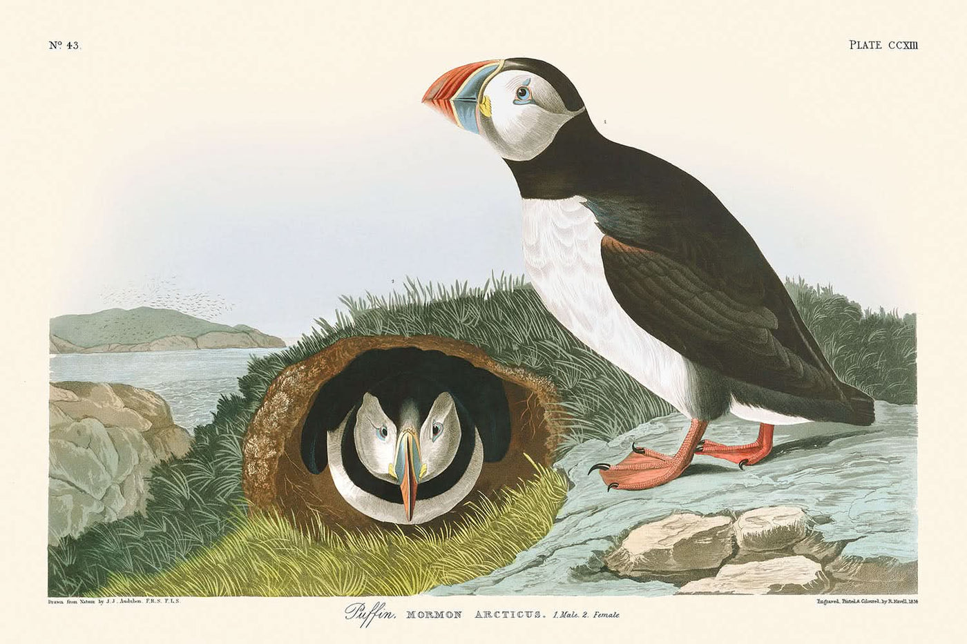 Macareux moine de John James Audubon, 1827