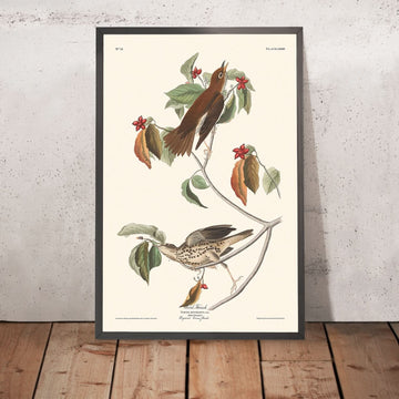 Tordo di legno di John James Audubon, 1827 