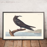Noddy Tern di John James Audubon, 1827 
