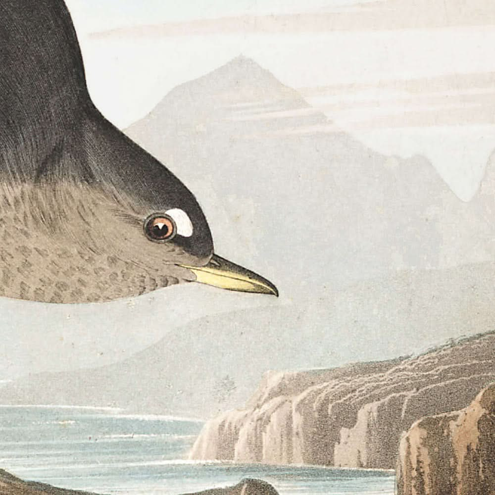 Columbian Water Ouzel, or Arctic Water Ouzel by John James Audubon, 1827