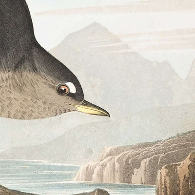 Merle d'eau de Colombie, ou Merle d'eau arctique par John James Audubon, 1827