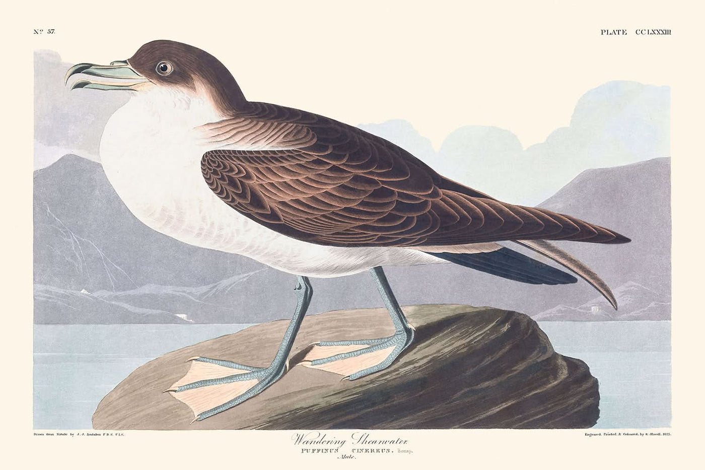 Wandernder Albatros von John James Audubon, 1827 